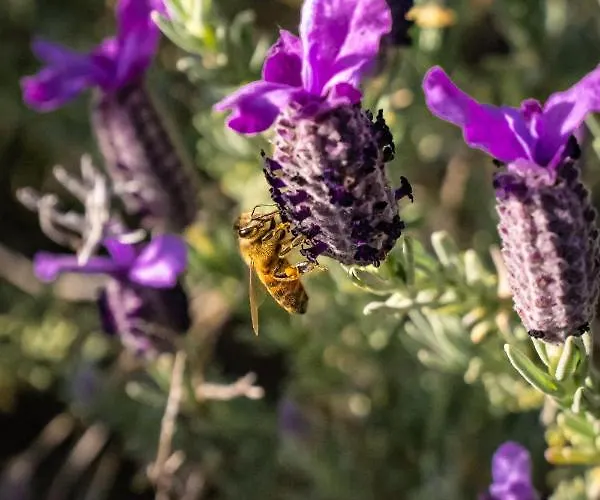 Feriehus Doddy Nei Pressi Di Barbarossa Porto Azzurro