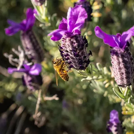 Nyaraló Doddy Nei Pressi Di Barbarossa Porto Azzurro